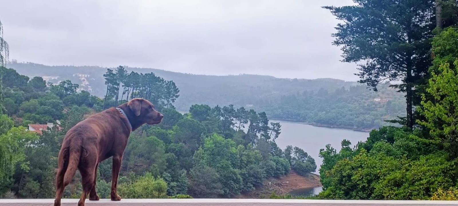 Quinta Do Troviscal Villa Castelo do Bode Eksteriør billede